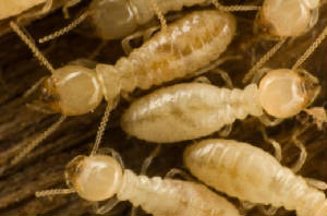 termite1.jpg