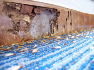 termite2.jpg